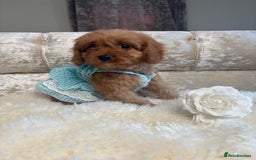 Cavapoo dogs for sale: Stunning f1 quality cavapoo puppies - Image 10