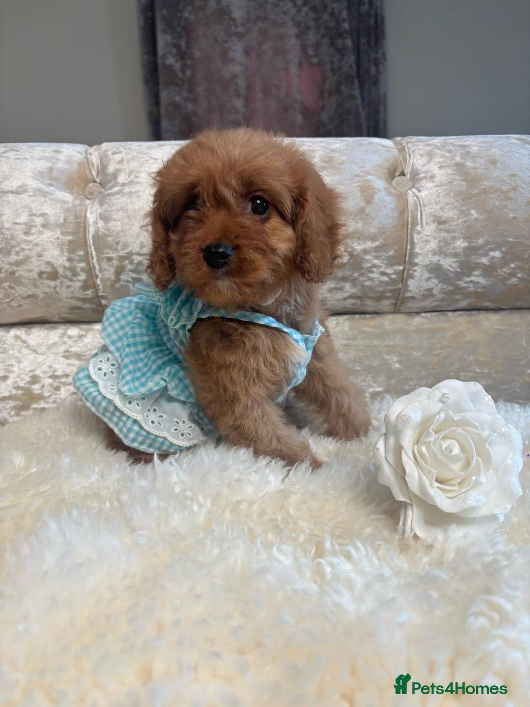 Cavapoo dogs for sale: Stunning f1 quality cavapoo puppies - Image 10