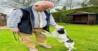 Cocker Spaniel dogs - Advert 1