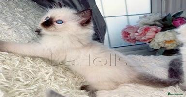 Ragdoll cats - Advert 8