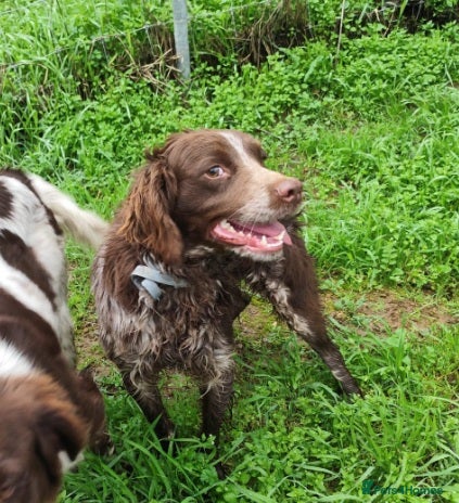 Brittany Spaniel dogs Gentle, Affectionate Bracken in Reading, Berks - Advert 1