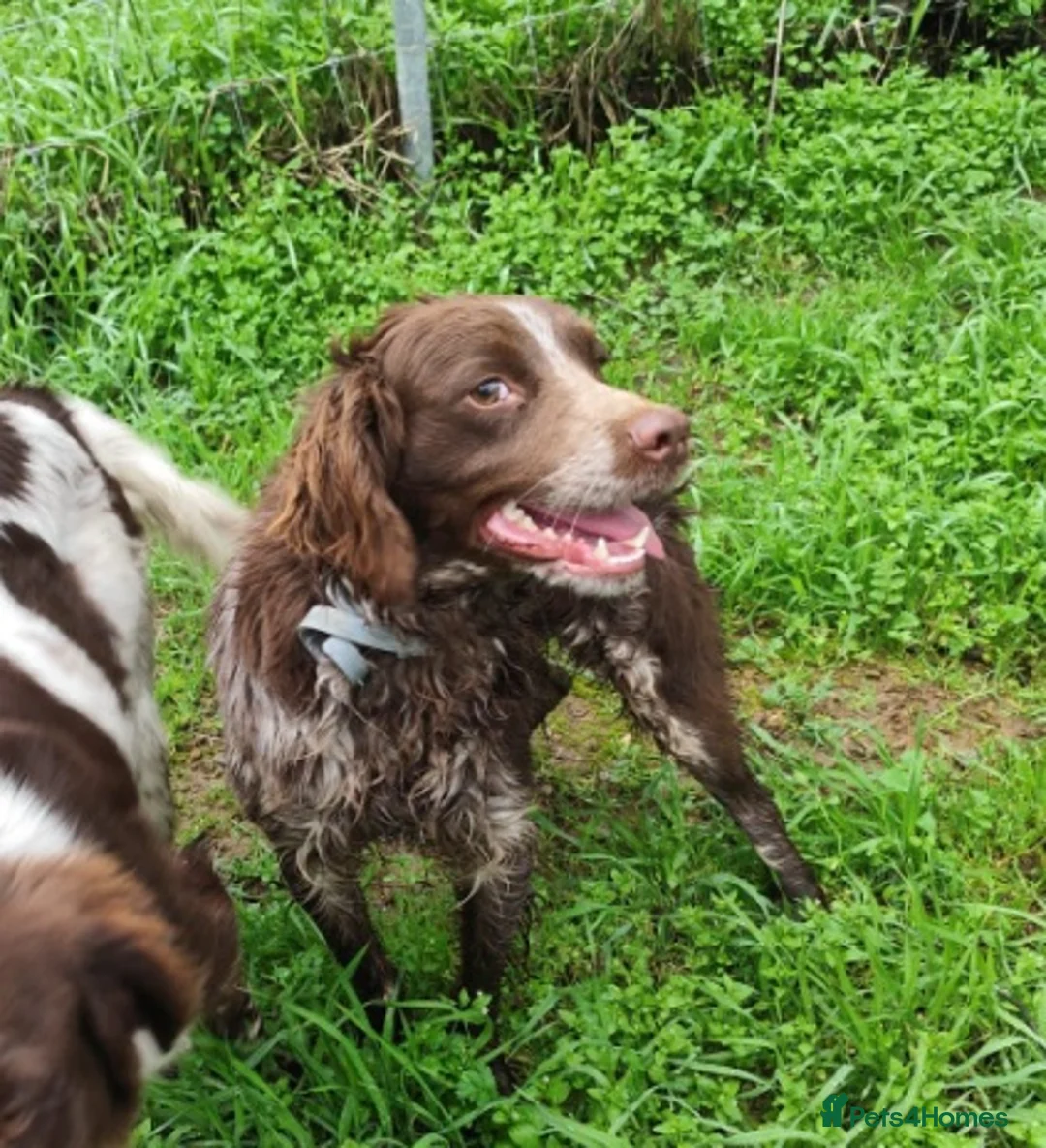 Brittany Spaniel dogs for adoption: Gentle, Affectionate Bracken in Reading, Berks - Advert 1