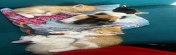 Mixed Breed cats for sale: 4 kittens mixed breed in Greenford - Advert 3