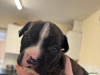 Staffordshire Bull Terrier dogs *LAST REMAINING GIRL LEFT ** - Advert 13