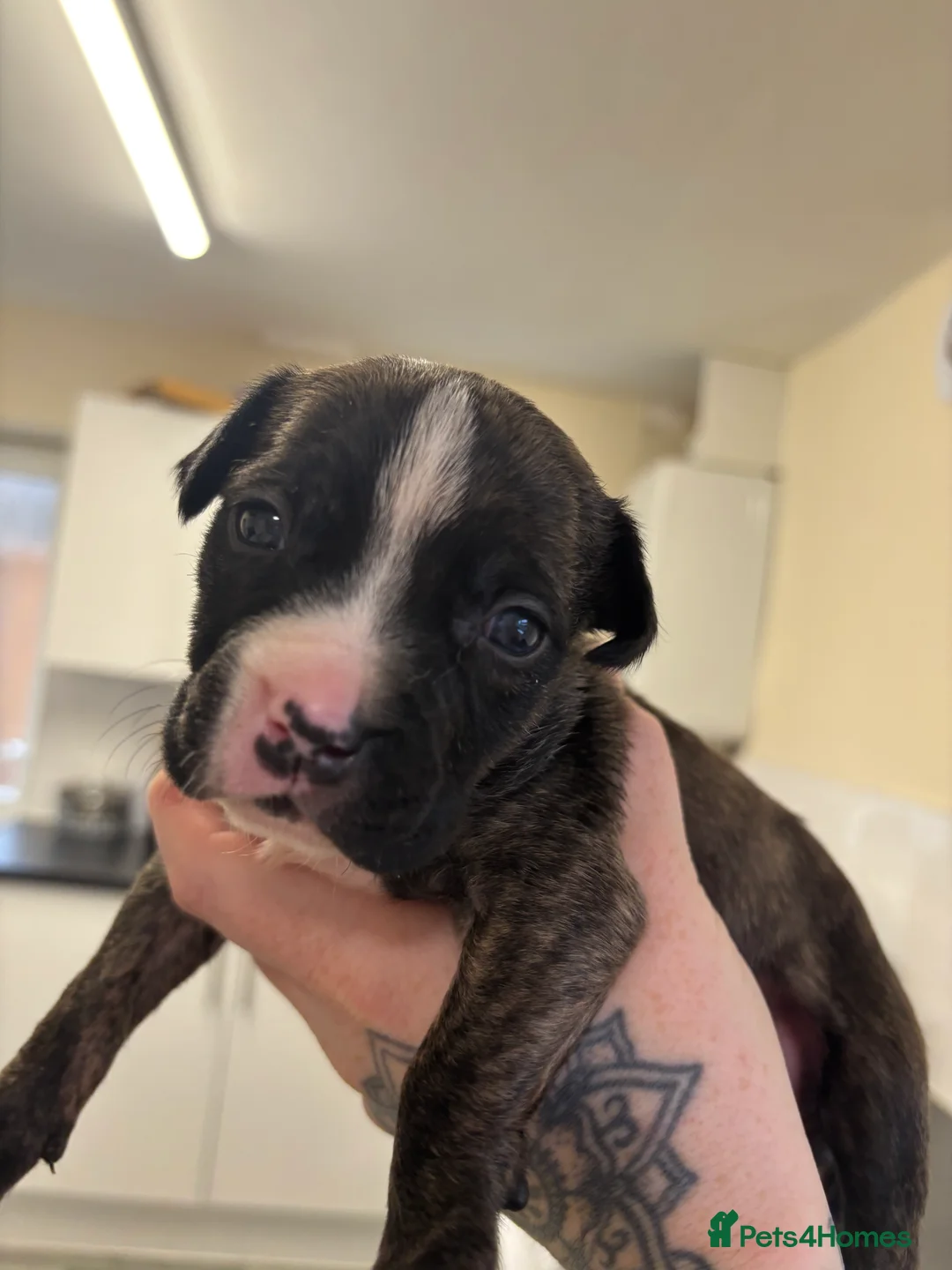 Staffordshire Bull Terrier dogs for sale: *LAST REMAINING GIRL LEFT ** - Advert 1