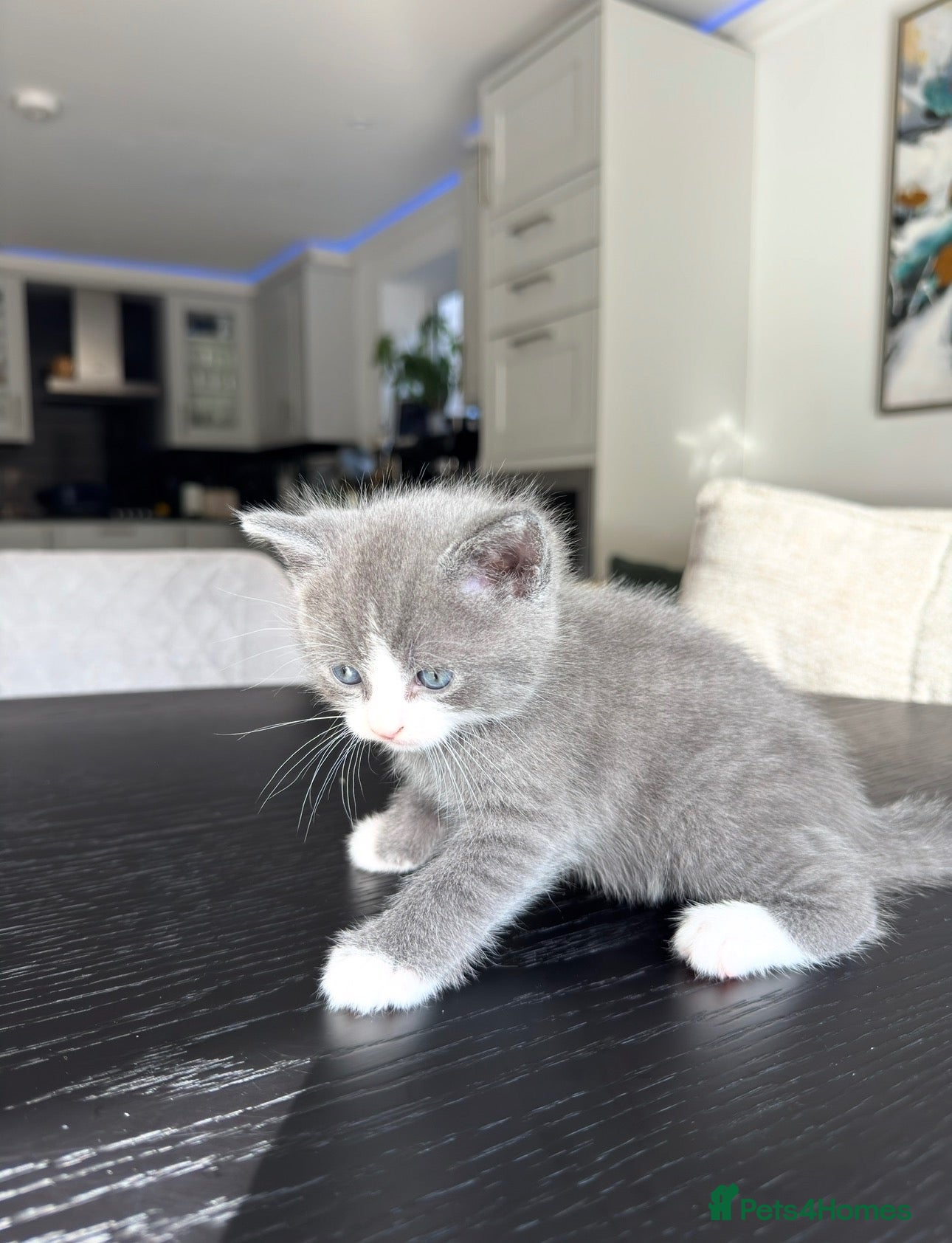 British Shorthair cats Adorable British Shorthair Kittens–2 Boys &2 Girls - Advert 2