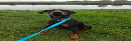 Dobermann dogs for sale: Stunning male dobermann  - Advert 11