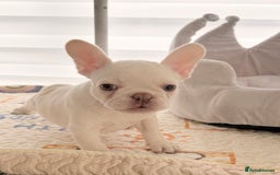 French Bulldog dogs for sale: Stunning platinum and lilac fawn boys and girls - Image 12