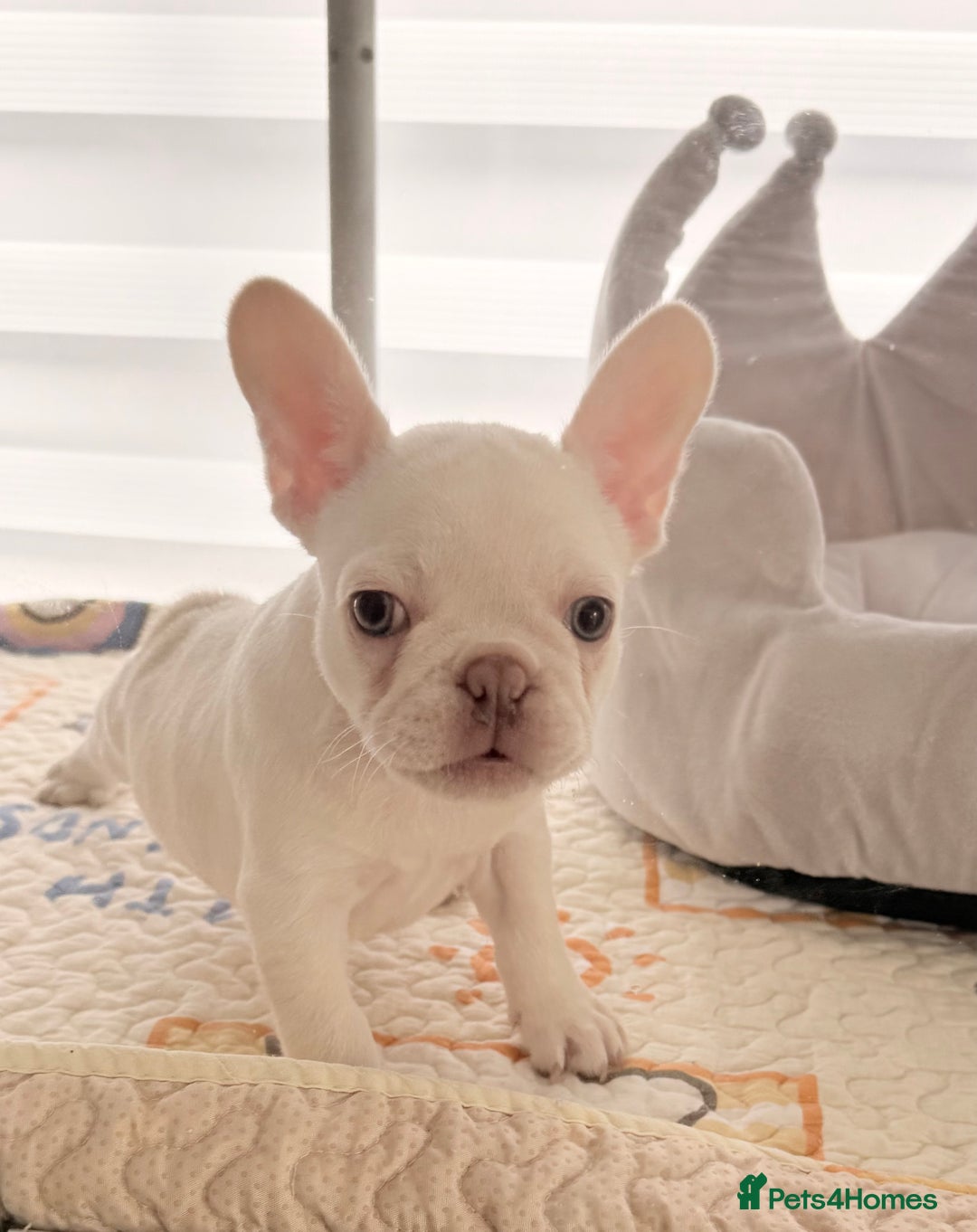 French Bulldog dogs for sale: Stunning platinum and lilac fawn boys and girls - Image 12