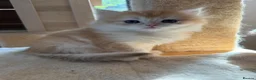 British Longhair cats for sale: GCCF reg NEW LITTERS AVAILABLE BSH & BLH Kittens - Advert 7