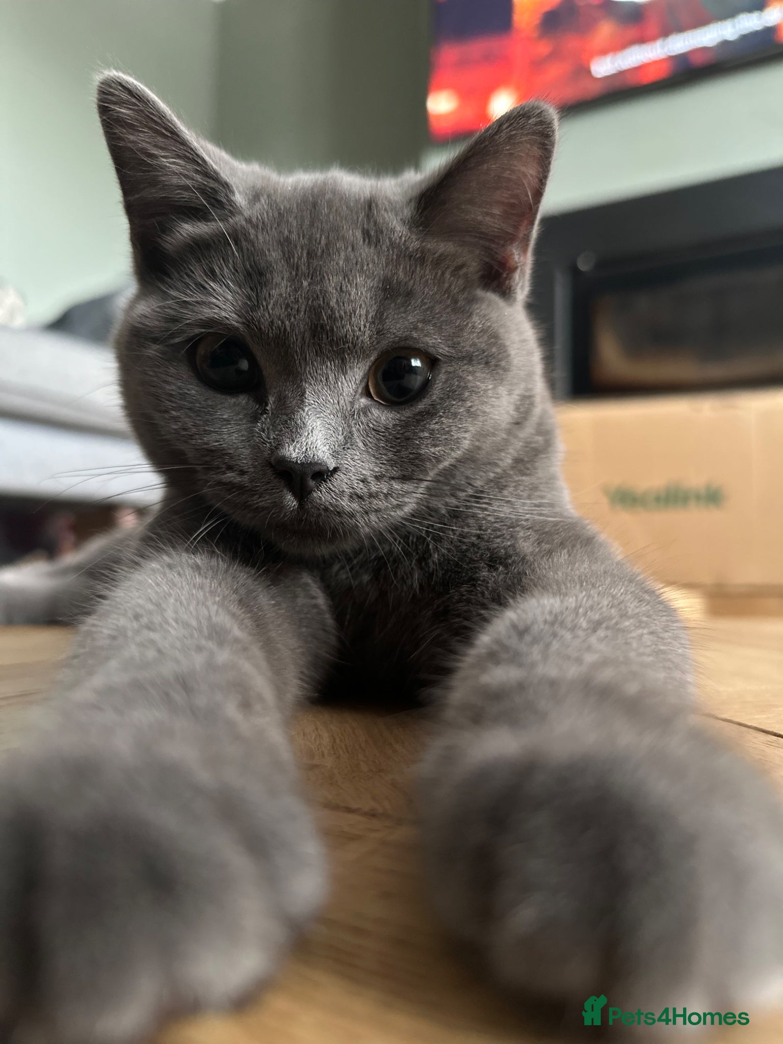 British Shorthair cats 4 x British Shorthair Kittens - Advert 1