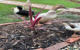 Ducks poultry for sale: 4 female welsh harlequin and 1 khaki Cayuga  - Image 6