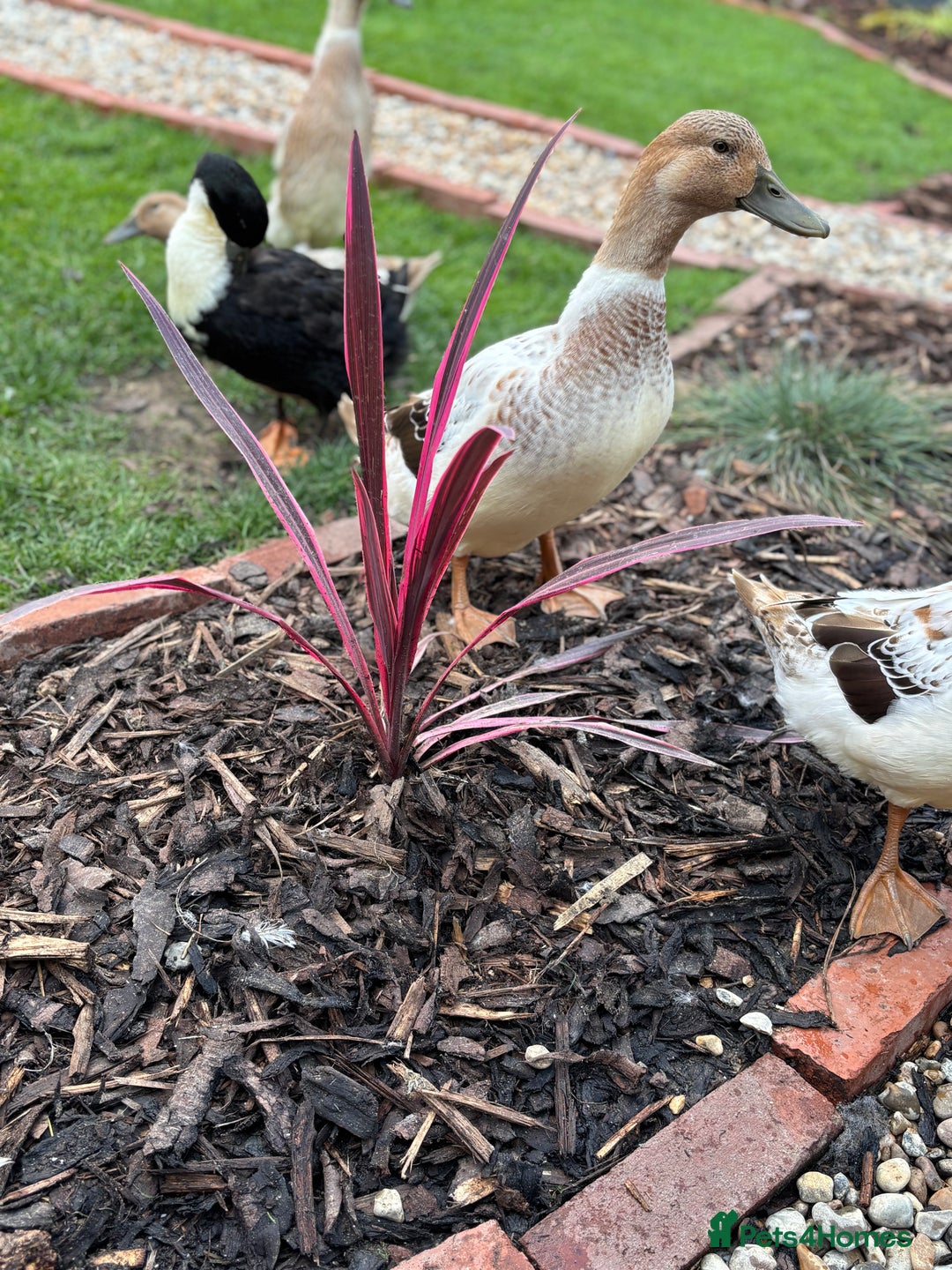 Ducks poultry for sale: 4 female welsh harlequin and 1 khaki Cayuga  - Image 6