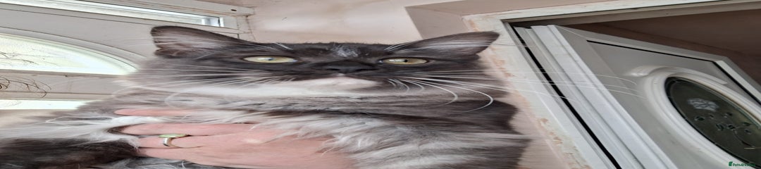 Main coon male