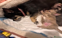 Chihuahua dogs for sale: Beautiful mink lilac chihuahua puppy - Image 6