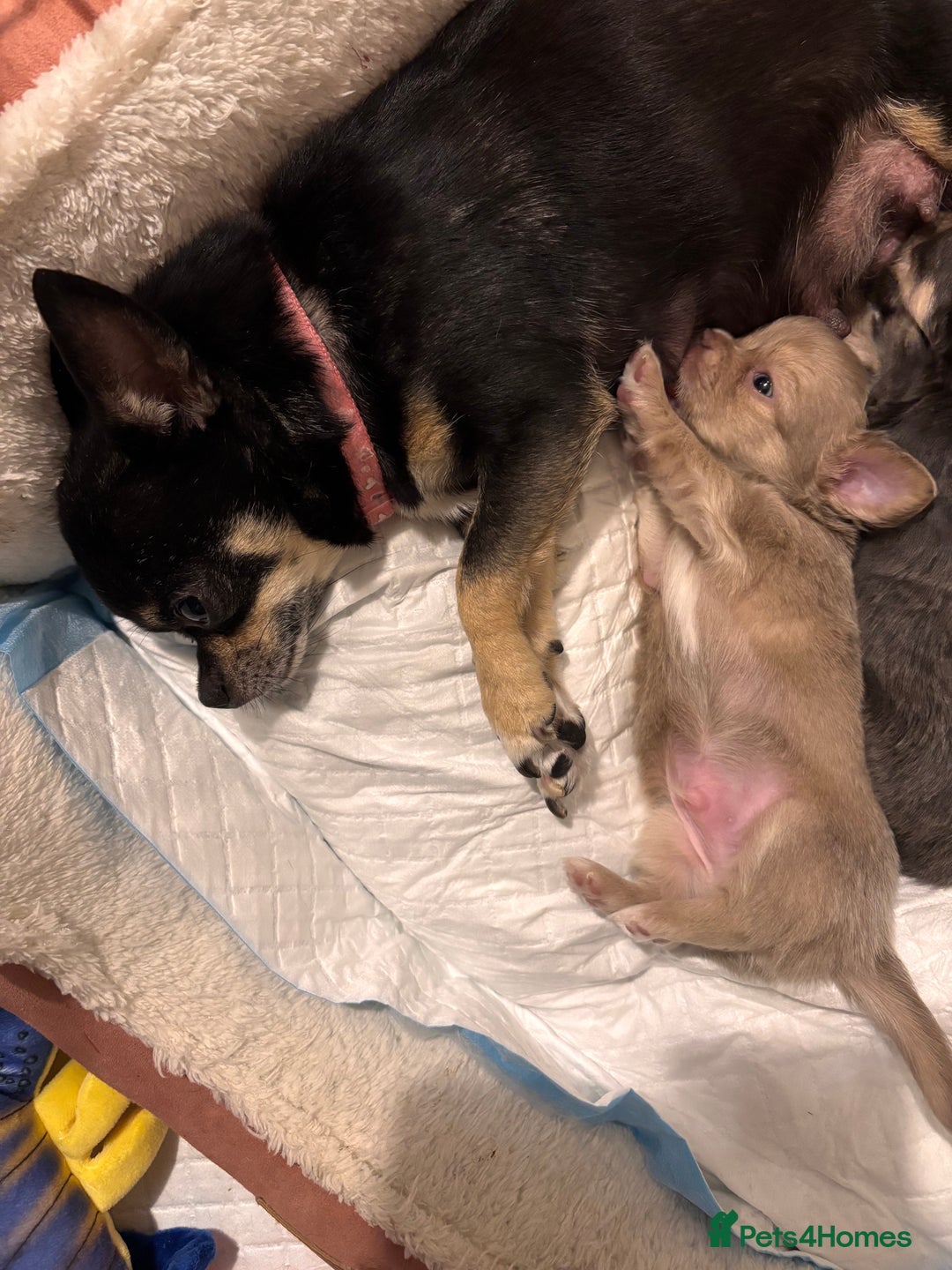 Chihuahua dogs for sale: Beautiful mink lilac chihuahua puppy - Image 6