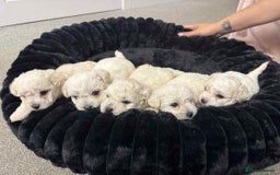 Bichon Frise dogs for sale: Adorable Bichon Frisée Puppies for sale  - Image 4