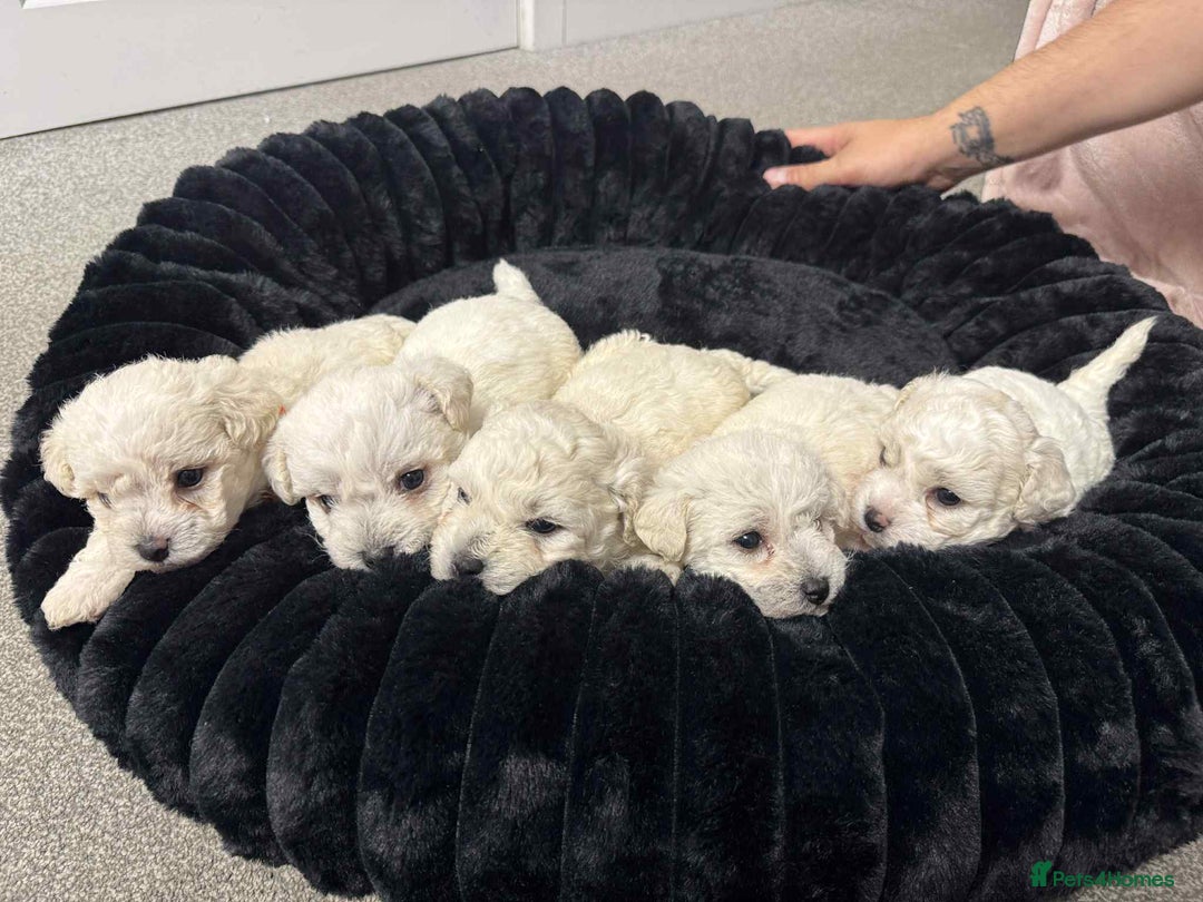Bichon Frise dogs for sale: Adorable Bichon Frisée Puppies for sale  - Image 4