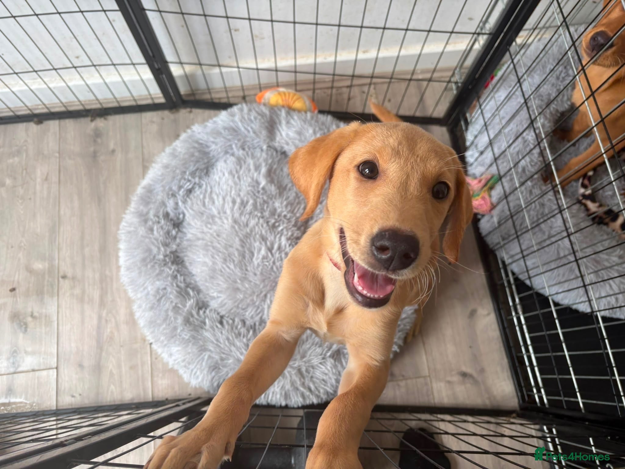 Labrador Retriever dogs Health Tested Champion Pedigree Pups - Advert 1