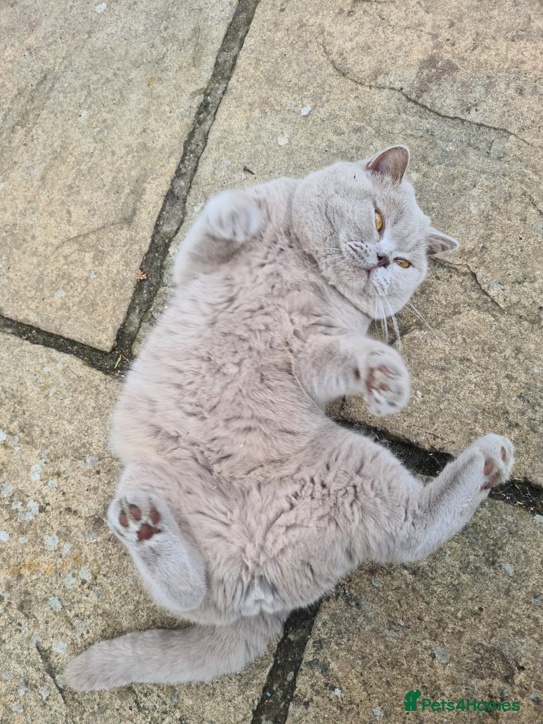 British Shorthair cats for stud: Lilac BSH stud duties GLOUCESTERSHIRE in Cheltenham - Image 13