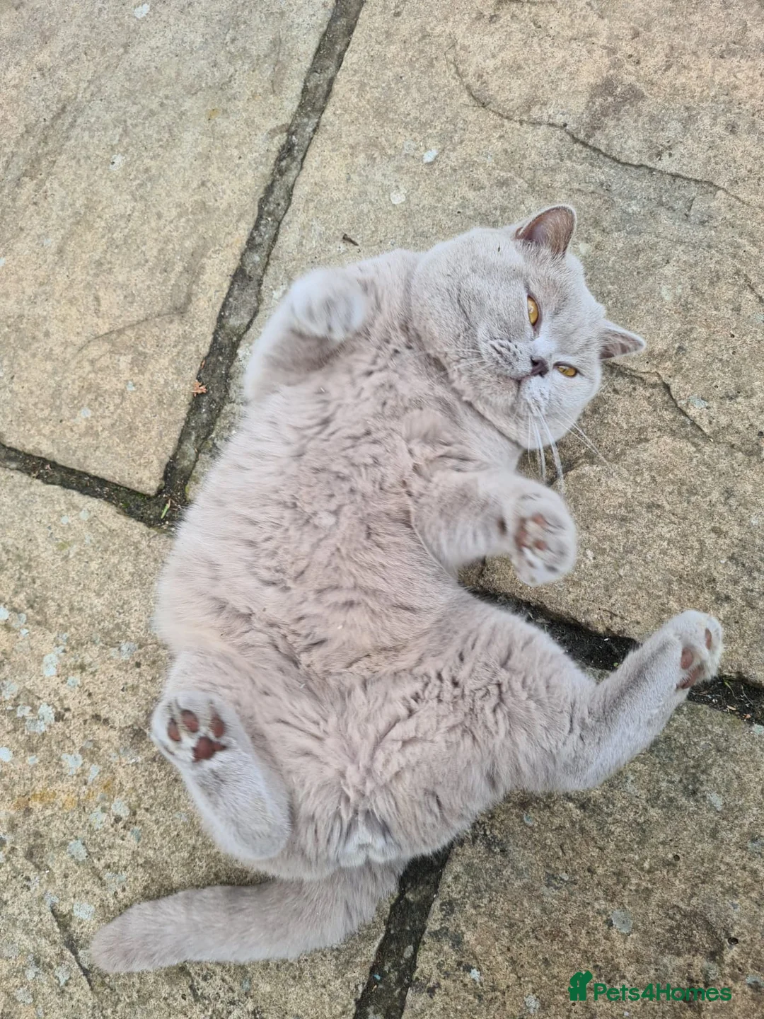 British Shorthair cats for stud: LILAC BSH and BLUE BSH STUDS AVAILABLE in Cheltenham - Advert 14