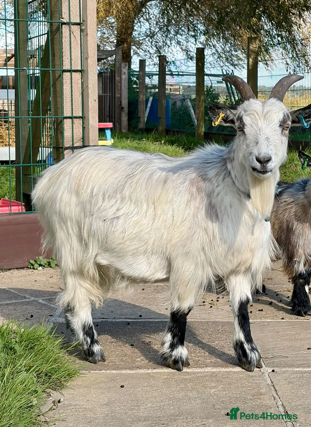 Goats livestock for sale: Pygmy goat wether  in Hailsham - Advert 1