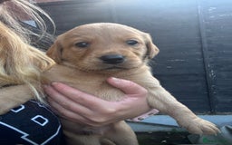 Labrador Retriever dogs for sale: Adorable Golden and Fox Red Puppies - Image 11