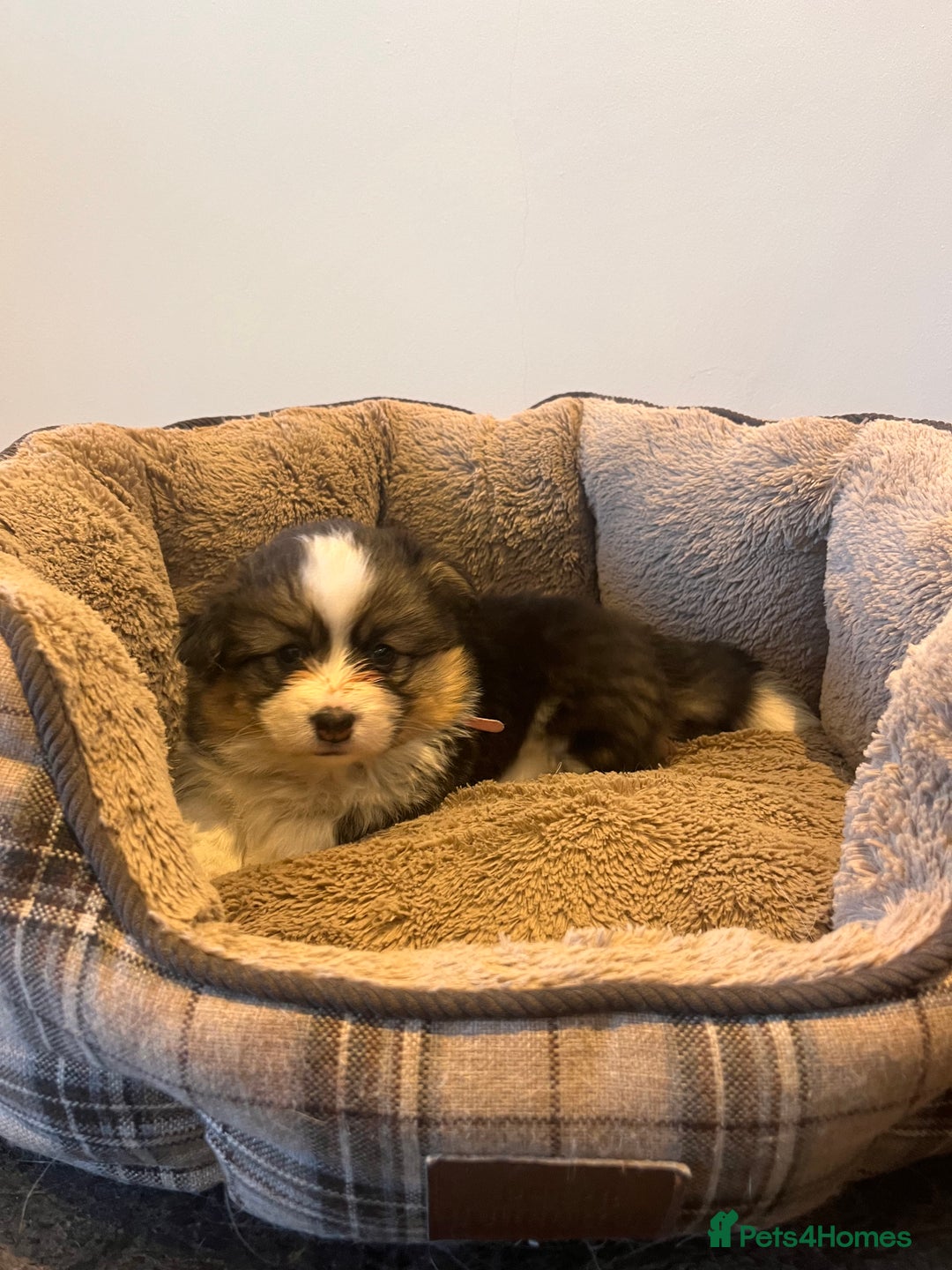 Welsh Corgi Pembroke dogs for sale: KC Pembroke Welsh Corgis (Gorgeous Tri Colour) - Advert 7