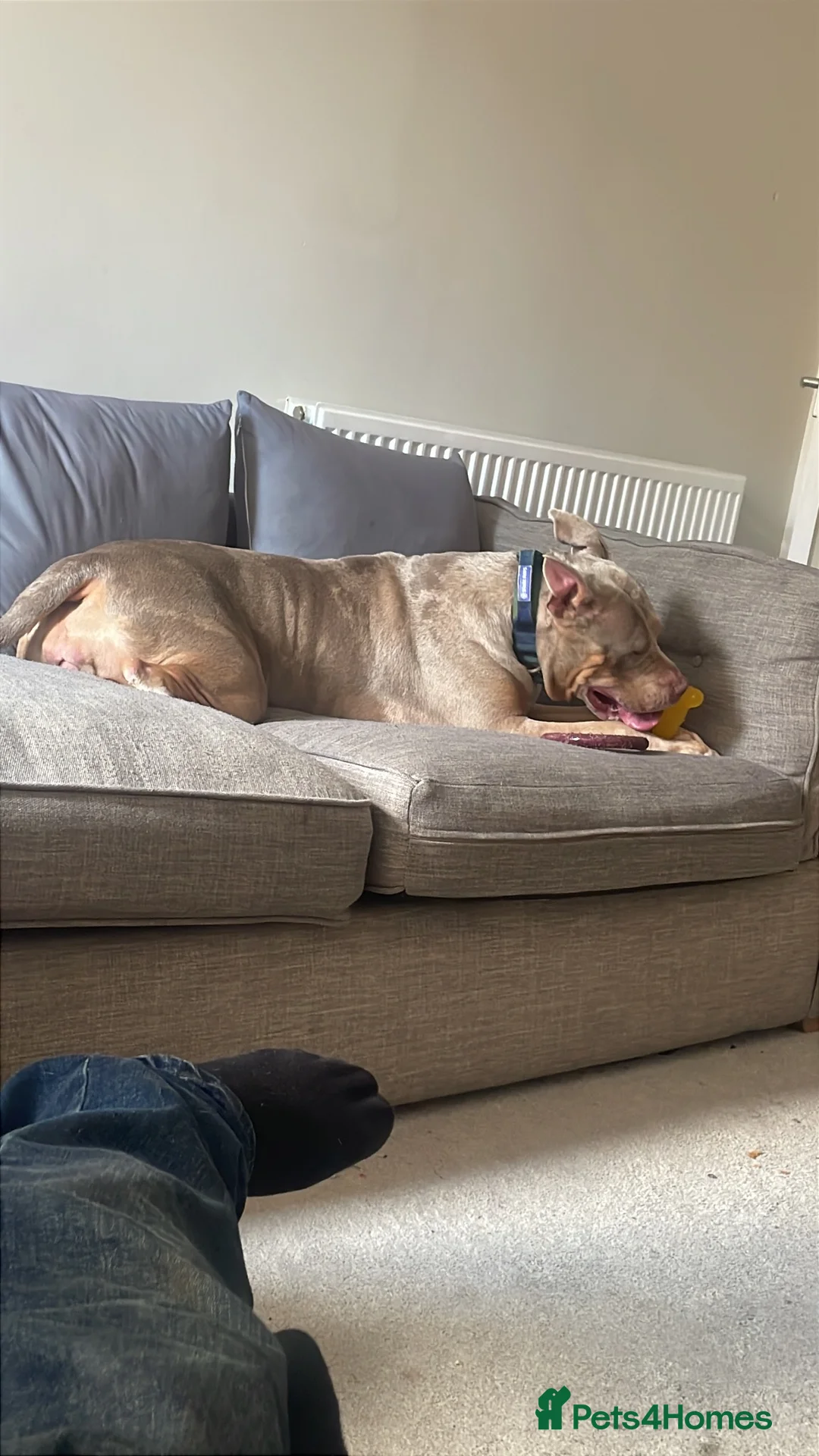 American Bulldog dogs for sale: American bulldog  - Advert 3