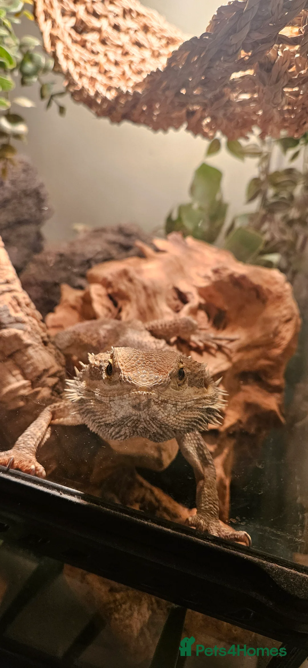 Bearded Dragon reptiles for sale: Bearded dragon - Advert 2