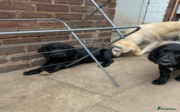 Mixed Breed dogs for sale: Spangold retrievers in Stourport-on-Severn - Image 15