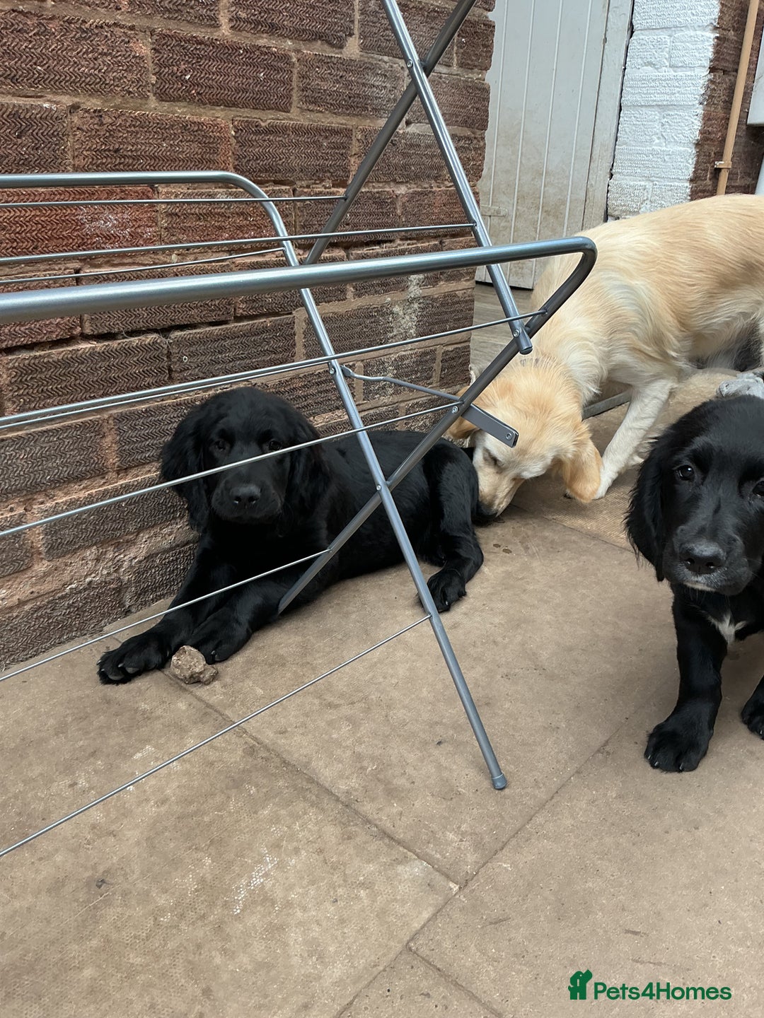 Mixed Breed dogs for sale: Spangold retrievers in Stourport-on-Severn - Image 15