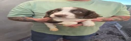 English Springer Spaniel dogs for sale: English Springer Spaniel Puppies for sale  - Advert 4