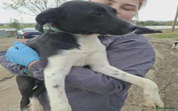 Mixed Breed dogs for adoption: Spook - Fakenham Norfolk  - Image 1