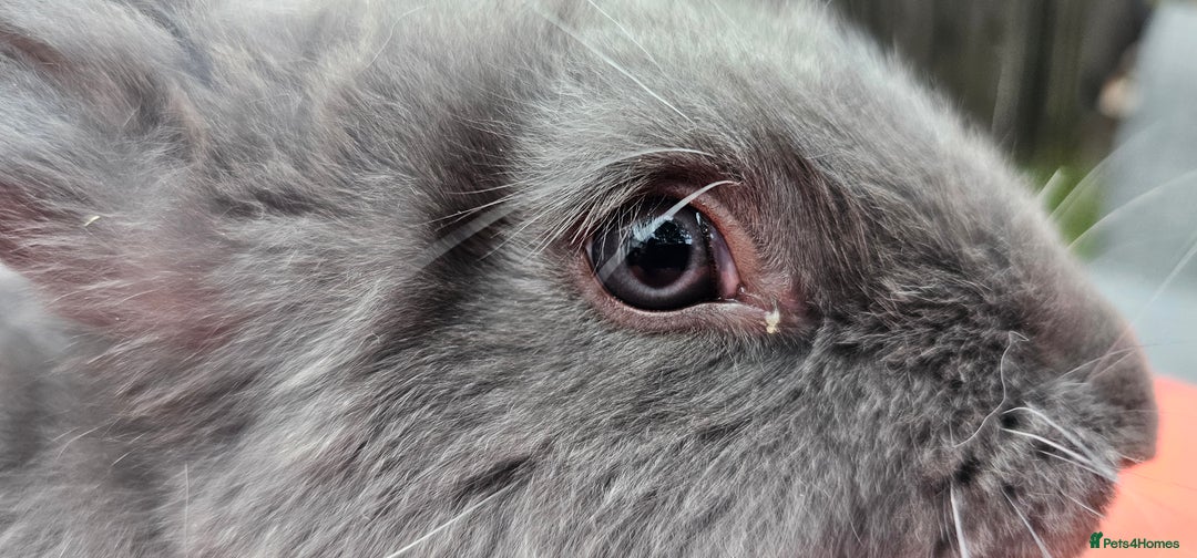 Continental Giant rabbits for sale: Merle colours  , rusian blue fur  - Image 17