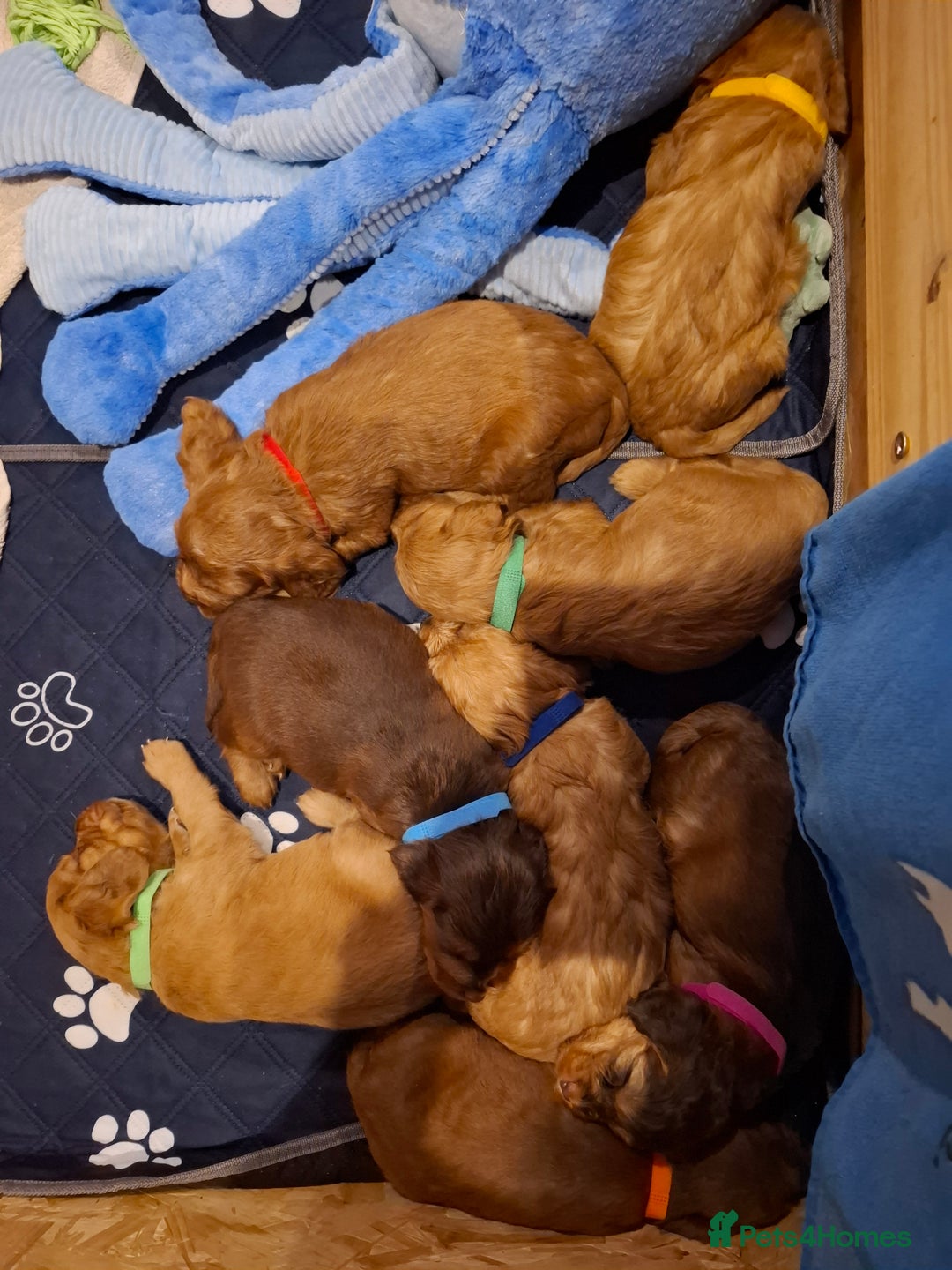 Cockapoo dogs for sale: F2 Cockapoos Puppies Gloucester - Advert 7