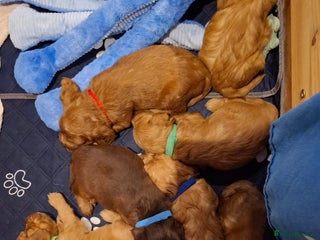 Cockapoo dogs F2 Cockapoos Puppies Gloucester - Advert 7