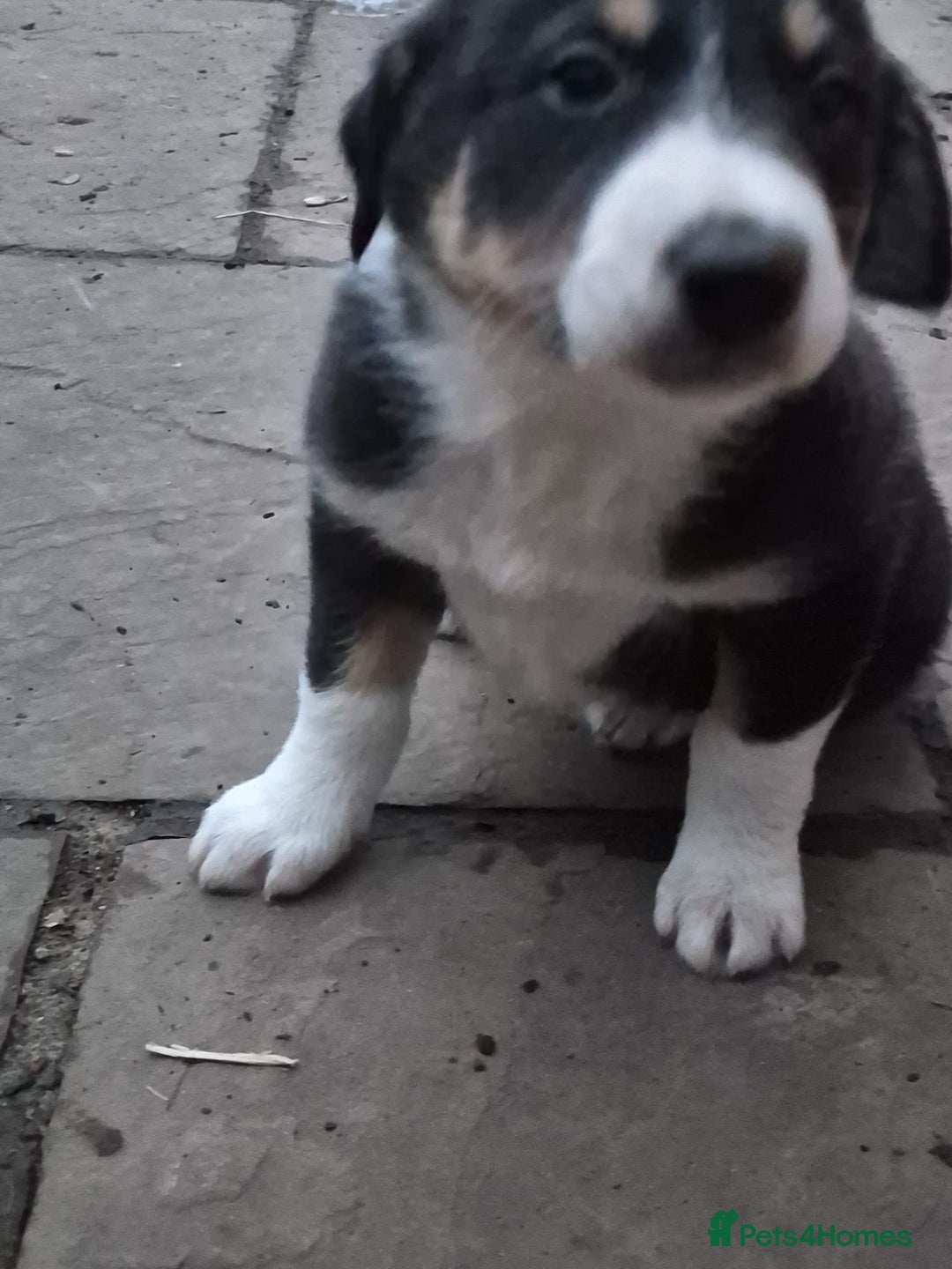 Mixed Breed dogs for sale: Beautiful litter of collie pups - Advert 12