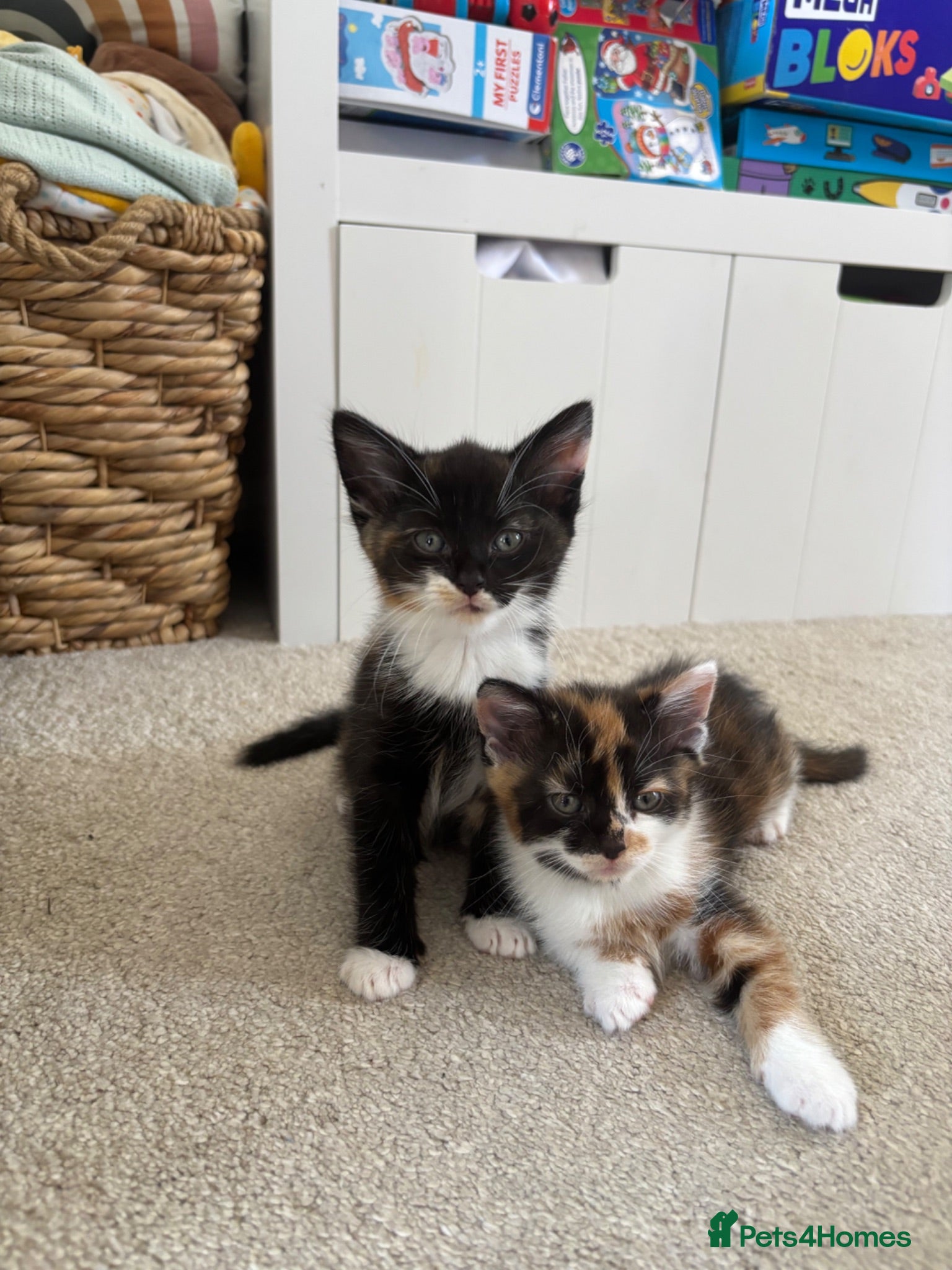 Mixed Breed cats Fluffy tricolour calico kittens - Advert 1