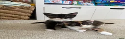 Mixed Breed cats for sale: Fluffy tricolour calico kittens in Derby - Advert 1