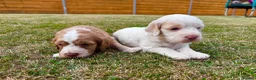Cockapoo dogs for sale: Beautiful Cockapoo Babies 🐾🐾🐾 - Advert 12