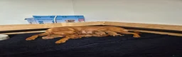 Labrador Retriever dogs for sale: **2 MALES LEFT** Fox red Labrador retrievers - Advert 4