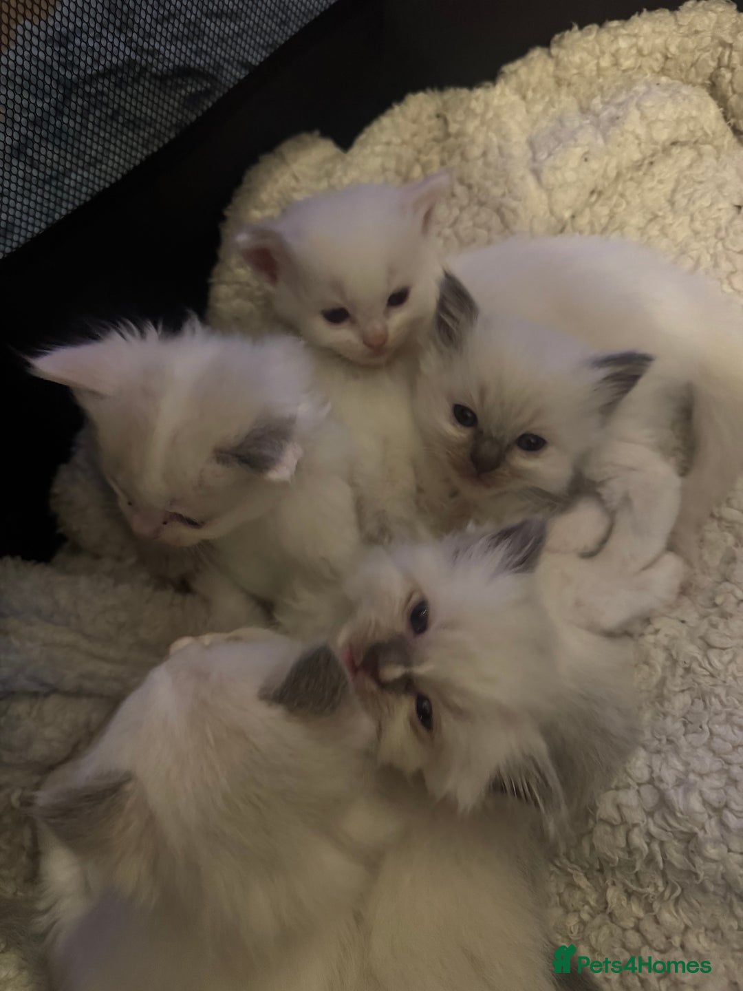 Ragdoll cats for sale: 5 Beautiful Ragdolls looking for a new home  - Image 8
