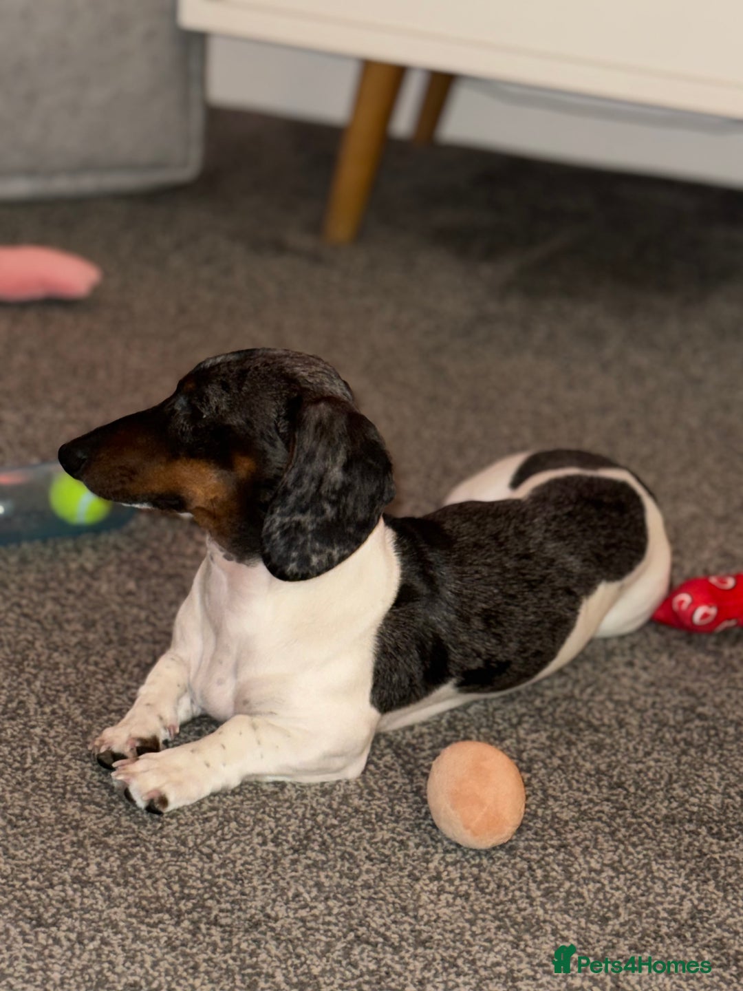 Miniature Dachshund dogs for stud: Pedigree miniature dachshund  - Advert 5