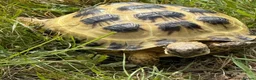 Tortoise reptiles for sale: Horsefield tortoise and vivarium in Newport - Advert 2