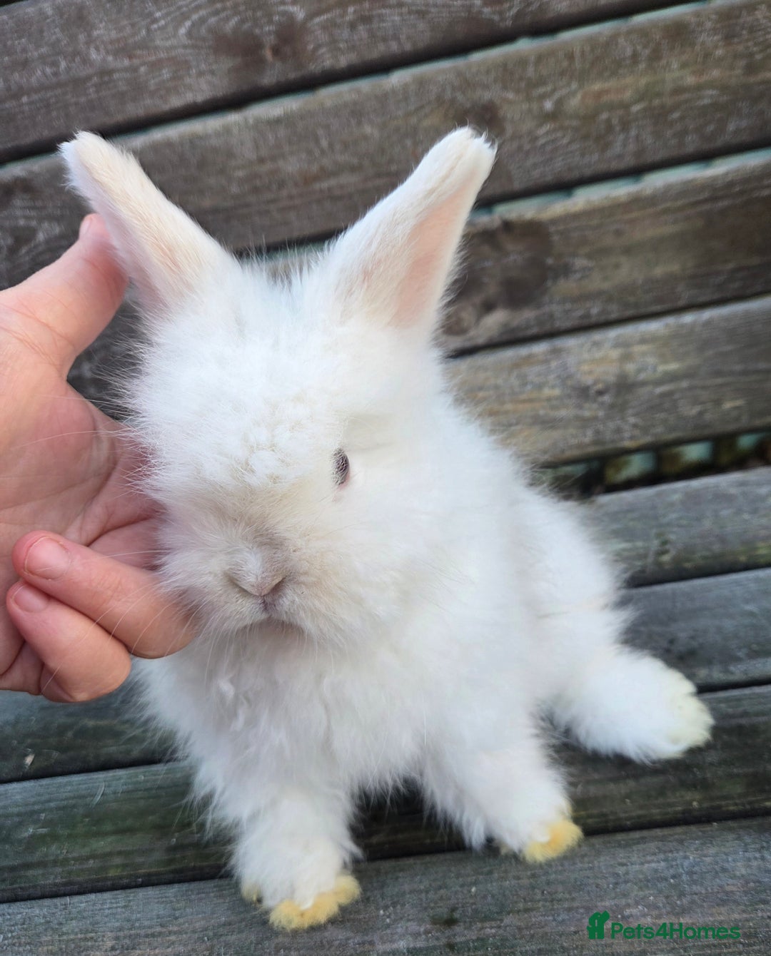 Mini Lion Lop rabbits for sale:  Male teddywidder bunnies  - Advert 18