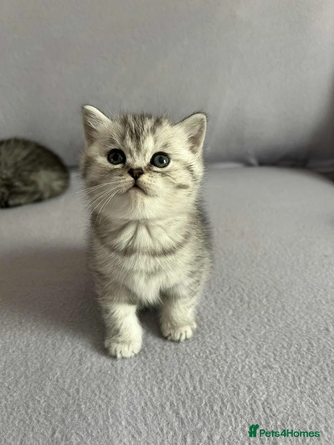 British Shorthair cats for sale: Stunning British Shorthair kittens - Advert 7