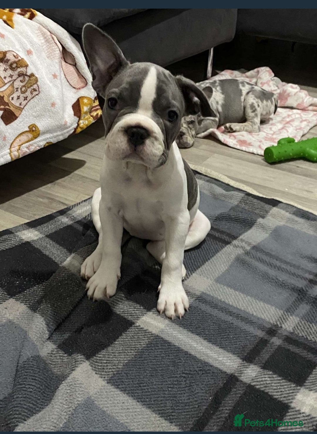 French Bulldog dogs for sale: REDUCED PRICE Female French bulldog puppy  - Image 3