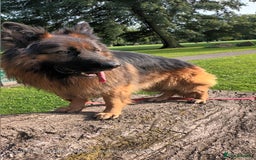 German Shepherd dogs for stud: Best blood stud - Image 6