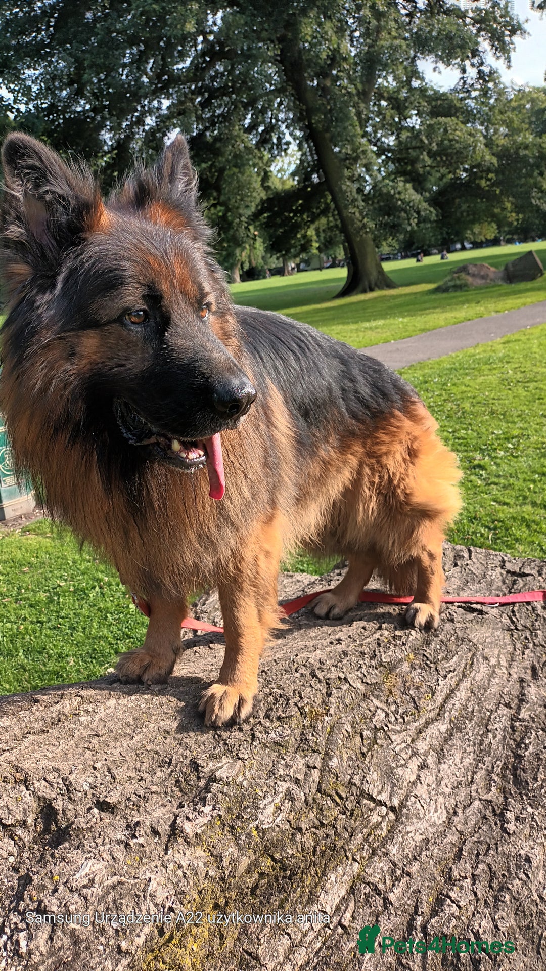 German Shepherd dogs for stud: Best blood stud - Image 6
